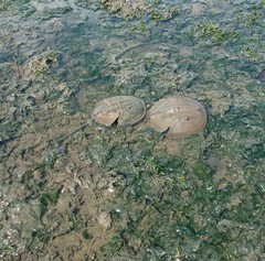 Carcinoscorpius rotundicauda