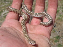 Arizona elegans eburnata