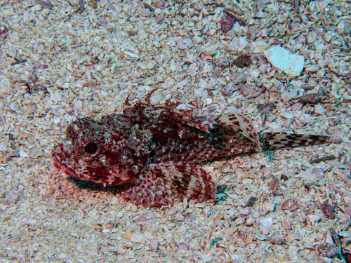 Angolan rockfish (Scorpaena angolensis) — Scorpaenidae