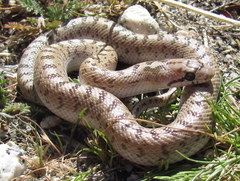 Arizona elegans eburnata