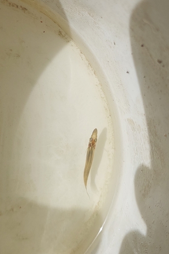 Pike Topminnow