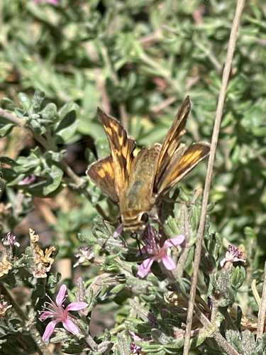 iNaturalist observation photo of Fiery Skipper