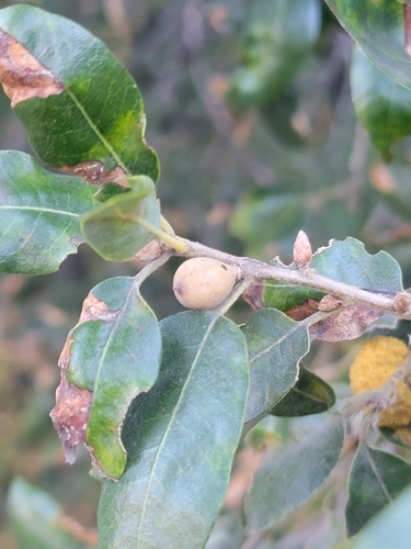 iNaturalist observation photo of Bullet-Gall Wasp