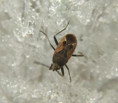 Rhyparochromus vulgaris