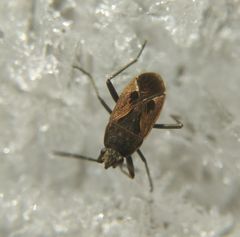 Rhyparochromus vulgaris