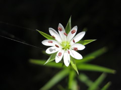 Stellaria angustifolia