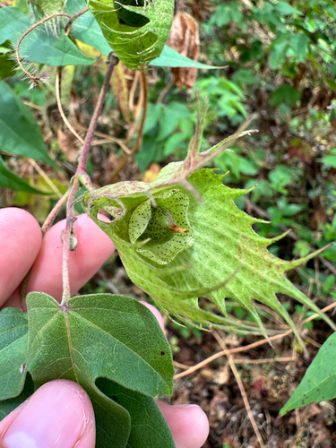Gossypium darwinii, photograph 2