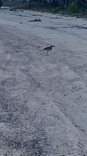 Beach Stone-curlew