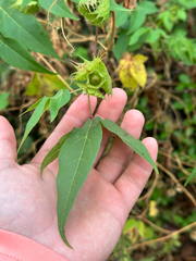Gossypium darwinii