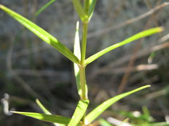 Stellaria angustifolia