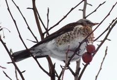 Turdus pilaris