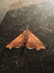 Plagodis phlogosaria