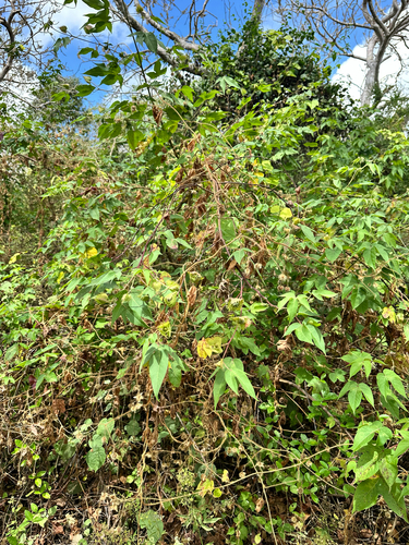 Gossypium darwinii, photograph 3