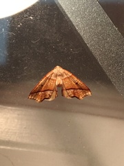 Plagodis phlogosaria