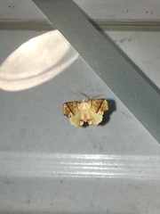 Plagodis phlogosaria