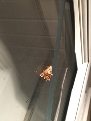 Plagodis phlogosaria