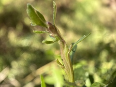 Rhopalomyia baccharis