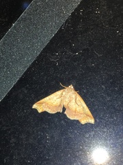 Plagodis phlogosaria