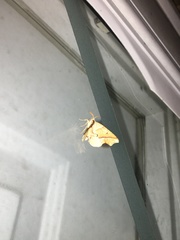 Plagodis phlogosaria