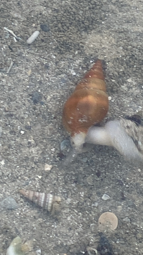 Nassarius dorsatus