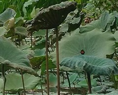 Leptocoma brasiliana