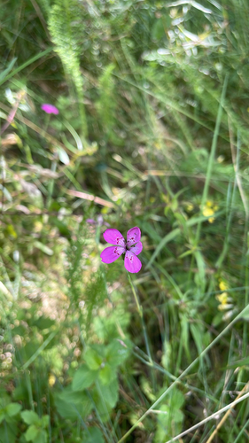 Maiden Pink