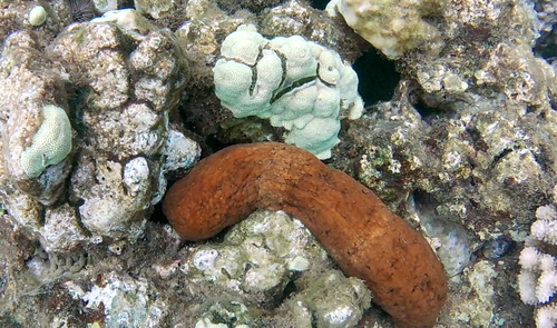 Actinopyga obesa observed 2026-07-30