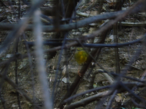 Flavescent Warbler (Myiothlypis flaveola), photo 5