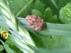 Orsilochides stictica