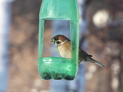 Passer montanus