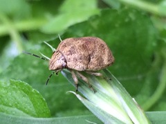 Orsilochides stictica