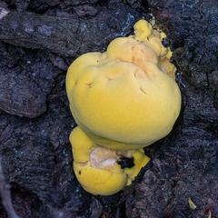 Laetiporus sulphureus