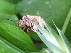 Orsilochides stictica