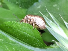 Orsilochides stictica