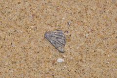 Austrobalanus imperator
