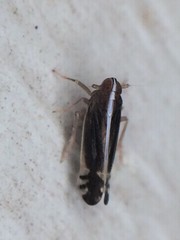 Stenocranus brunneus