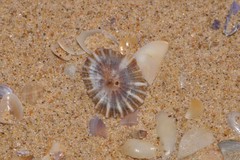 Siphonaria denticulata