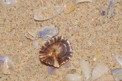 Siphonaria denticulata