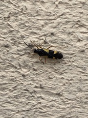 Dryophilocoris flavoquadrimaculatus