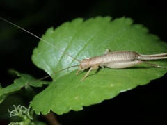 Ornebius bimaculatus