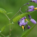 Bittersweet Nightshade - Photo (c) Alexander Baransky, some rights reserved (CC BY-NC), uploaded by Alexander Baransky