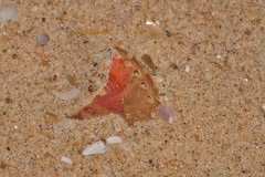 Haliotis coccoradiata