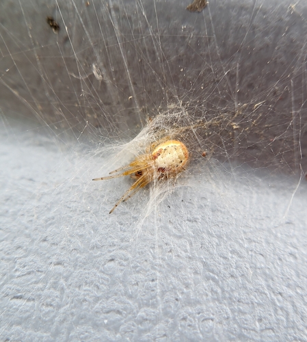 Red-sided Sector Spider