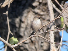 Psaltriparus minimus