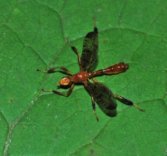 Pyrgotella chagnoni