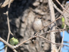 Psaltriparus minimus
