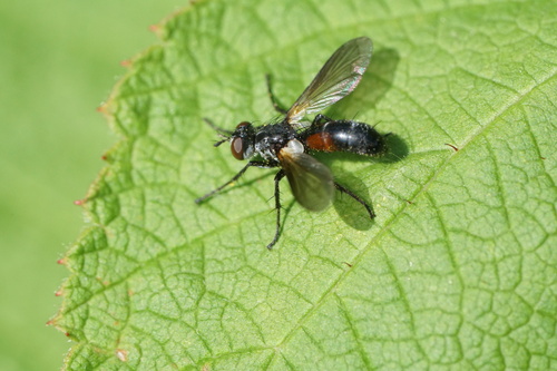 Cylindromyia interrupta photo 5