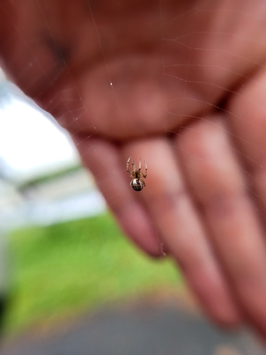 Red-sided Sector Spider
