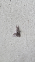 Calliteara pudibunda