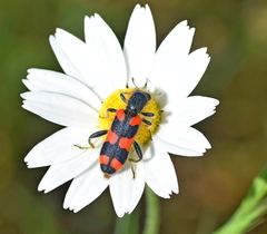 Trichodes punctatus
